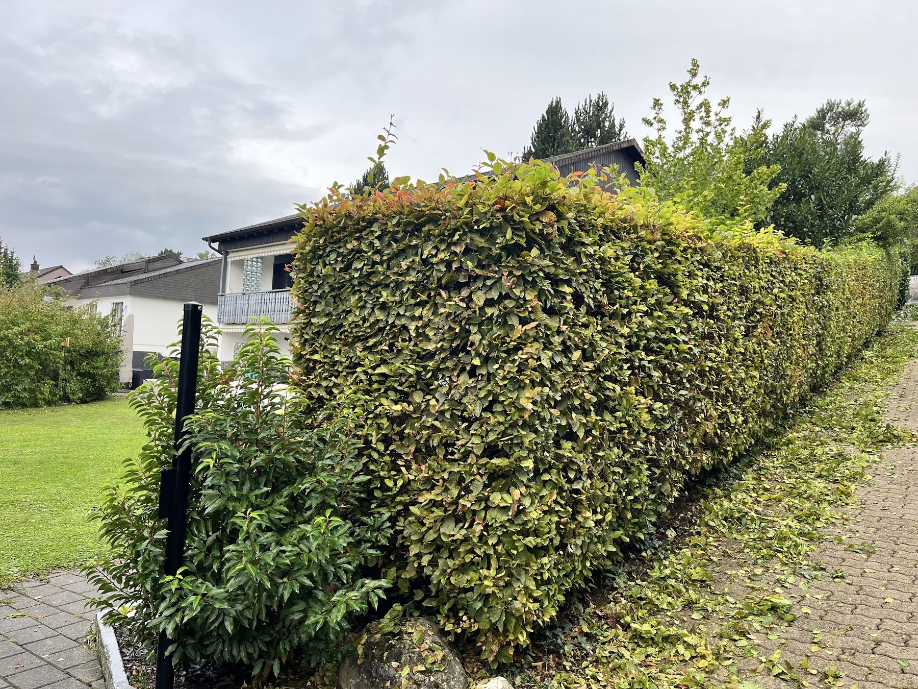 Geschnittene Hecke entlang eines gepflasterten Wegs