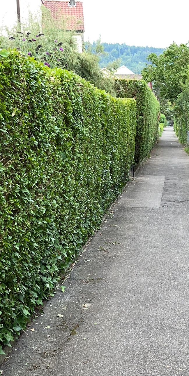 Hohe, gleichmässig geschnittene Hecke entlang eines Fusswegs