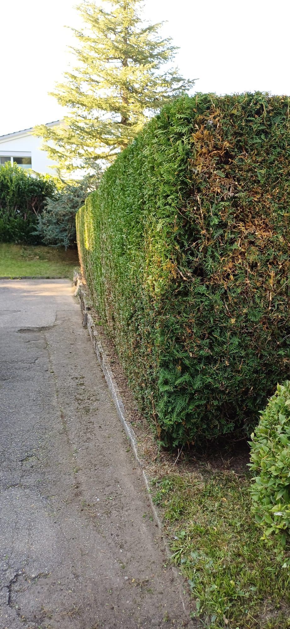 Gepflegte Hecke an einer Strasse mit Nadelbaum